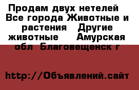 Продам двух нетелей - Все города Животные и растения » Другие животные   . Амурская обл.,Благовещенск г.